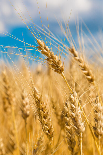 Пшеничное поле, свежая пшеница
