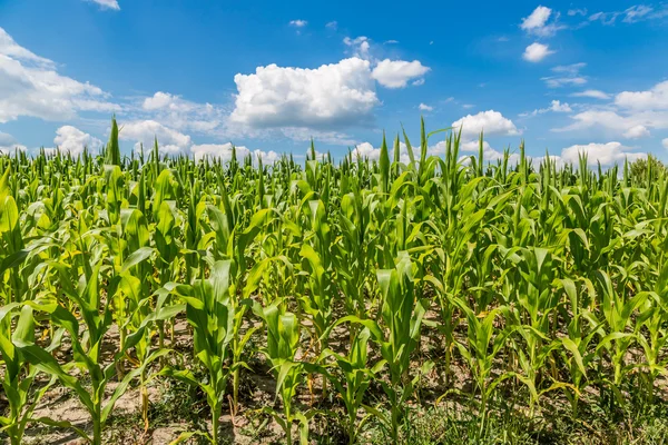 Green corn field ready for harvest — Stock Photo, Image