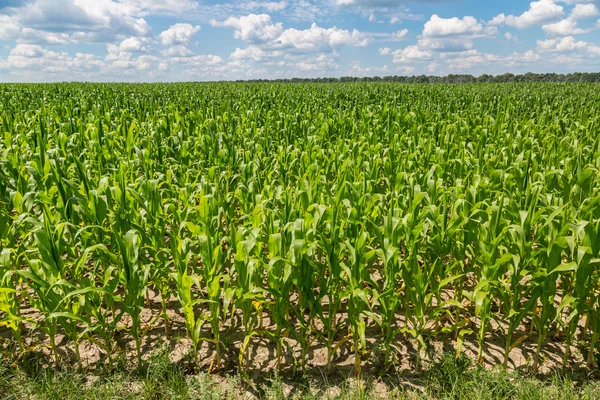 Campo de milho verde pronto para a colheita — Fotografia de Stock