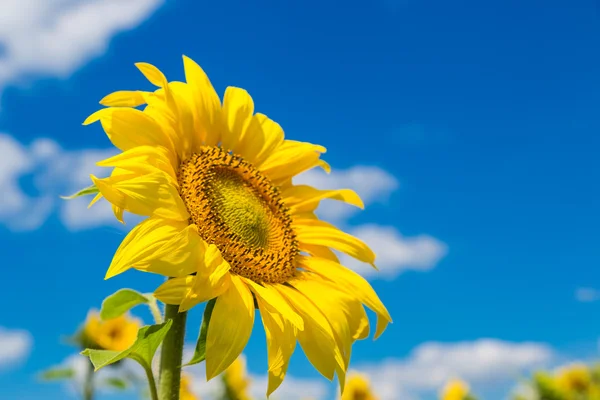 Sol flores campo en Ucrania — Foto de Stock