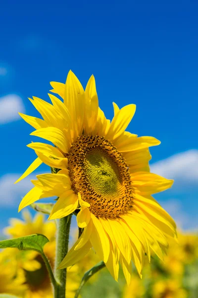 Sun flowers field in Ukraine — Stock Photo, Image