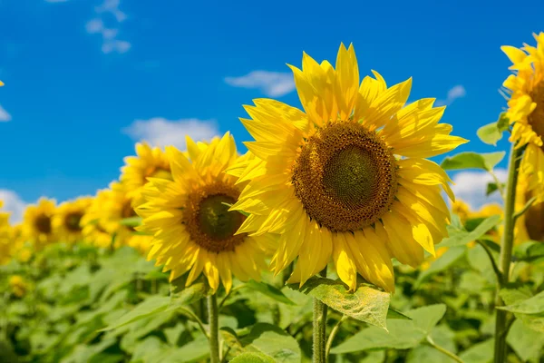 Zon bloemen veld in Oekraïne — Stockfoto