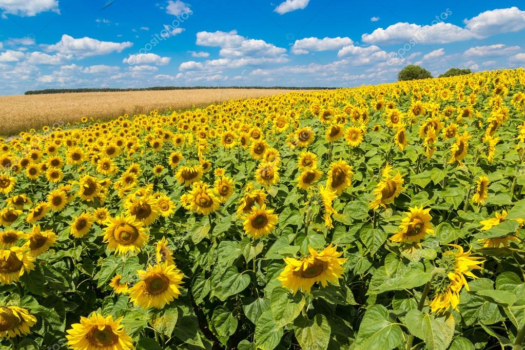 Sun flowers field in Ukraine Stock Photo by ©bloodua 81288918