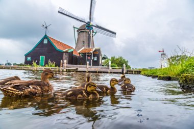 Hollanda'da Rüzgar değirmeni