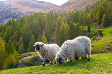 Valais blacknose koyunları Alpleri'nde