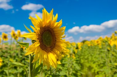 Ayçiçeği alan Ukrayna