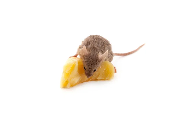 Mouse  a white background — Stock Photo, Image