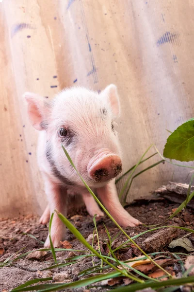 Gros plan d'un joli porcelet boueux — Photo