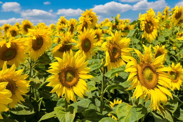 Zonnebloemen veld in Oekraïne — Stockfoto