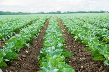 taze lahana alanında büyüyen