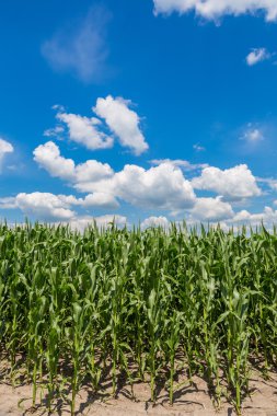 Yeşil mısır tarlası