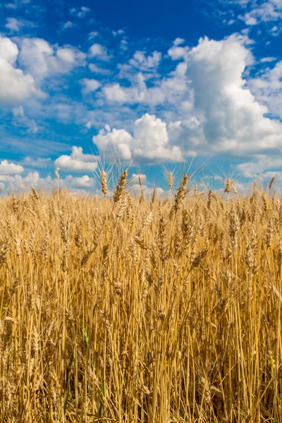 Wheat field, fresh crop of wheat — Stock Photo, Image