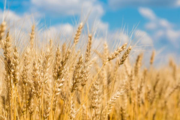 Champ de blé, culture fraîche de blé — Photo