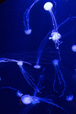 Beautiful jellyfish  in aquarium in Dubai clipart
