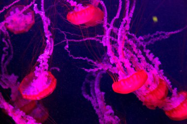 Beautiful jellyfish  in aquarium in Dubai clipart