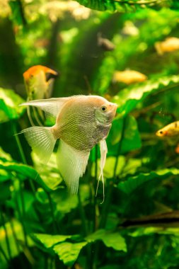 akvaryum balık pterophyllum scalare ile