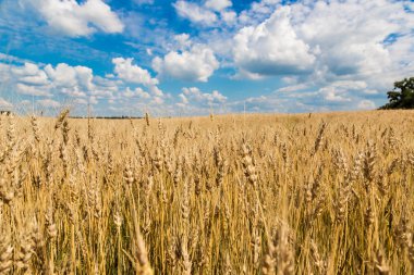 Bir buğday tarlası, taze buğday mahsulü.