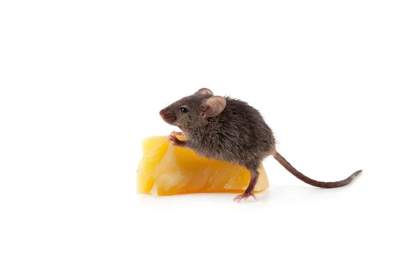 Myš a sýrem na bílém pozadí — Stock fotografie