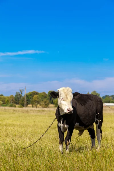 Корова на зеленом одуванчике — стоковое фото