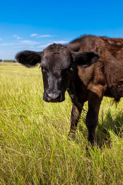 Calf on a green dandelion field — Stock Photo, Image