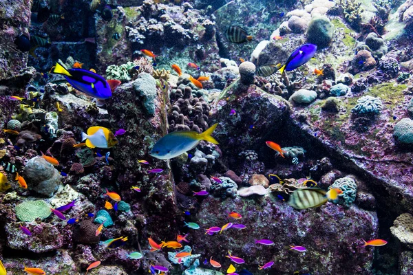 Pesci tropicali su una barriera corallina — Foto Stock