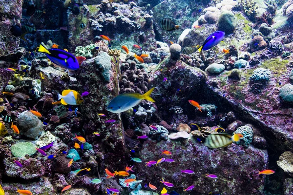 Peixes tropicais em um recife de coral — Fotografia de Stock