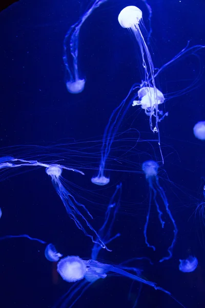 Belas medusas em aquário no Dubai — Fotografia de Stock