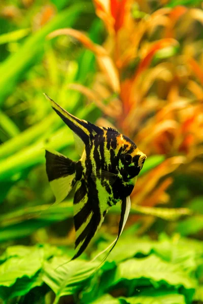 Tropical fish PTEROPHYLLUM SCALARE — Stock Photo, Image