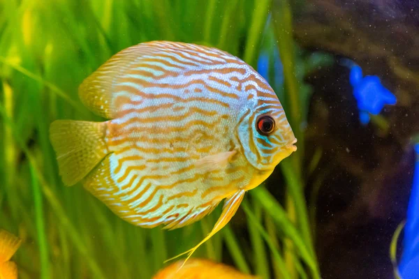 Aquarium mit tropischen Fischen — Stockfoto