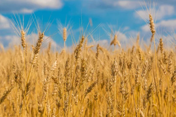 A wheat field, fresh crop of wheat — Stock Photo, Image