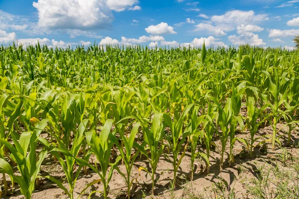 Green corn field — Stock Photo, Image