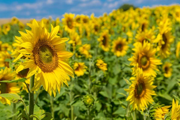 太陽の花のフィールド — ストック写真