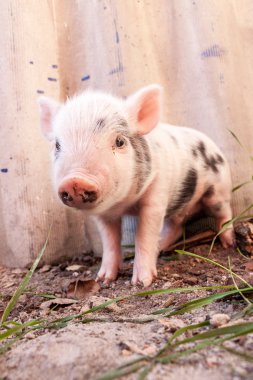 Şirin çamurlu piglet