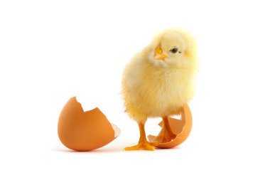 yellow small chick clipart