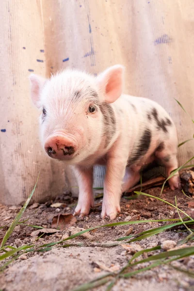 Cute muddy piglet — Stock Photo, Image