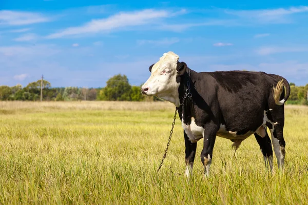 Cow on green dandelion field — Stock Photo, Image