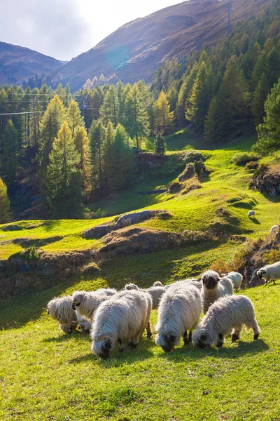 Valais blacknose ovejas en los Alpes —  Fotos de Stock