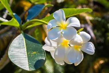 White Plumeria (frangipani) flowers are blooming on the tree in a sunny day
