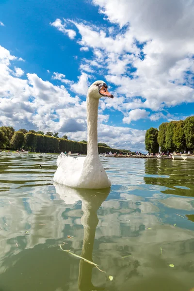 Mute angsa di danau — Stok Foto