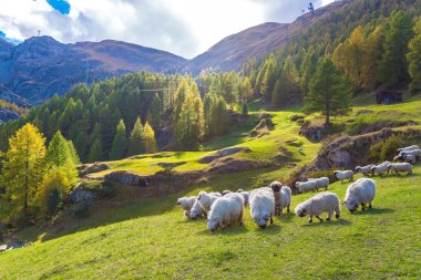 Valais blacknose koyun Alpleri'nde