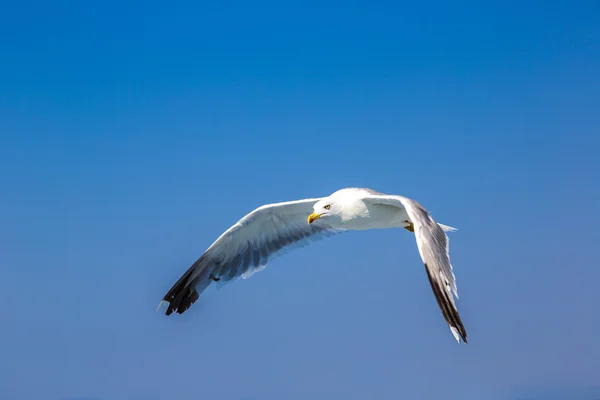 Grande gaivota no céu — Fotografia de Stock