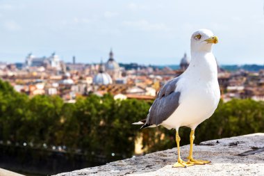 Martı Roma yukarıda