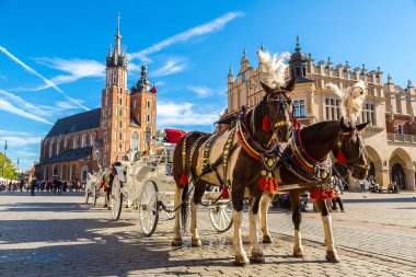 Krakow 'daki ana meydanda at arabaları