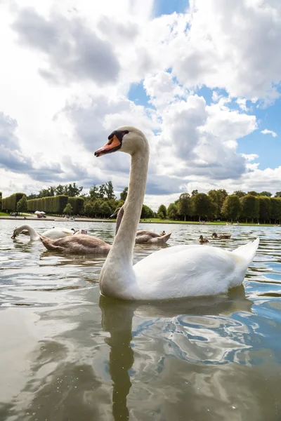 Mute Swans on lake — Stock Photo, Image