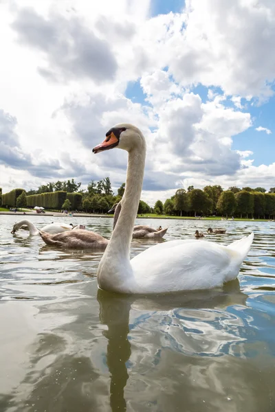 Höckerschwäne auf dem See — Stockfoto