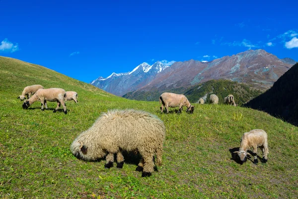 Valais blacknose ovejas en los Alpes —  Fotos de Stock