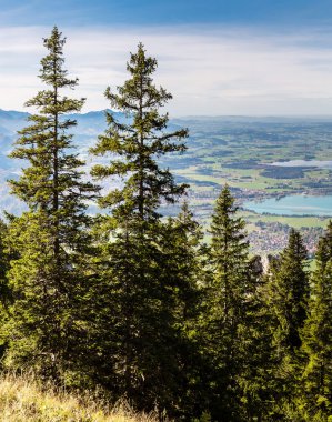 Alpler ve yaz günü ormanda Almanya