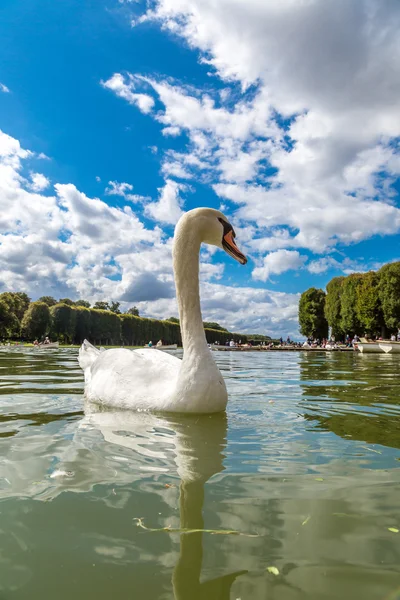 Cisne mudo en el lago — Foto de Stock