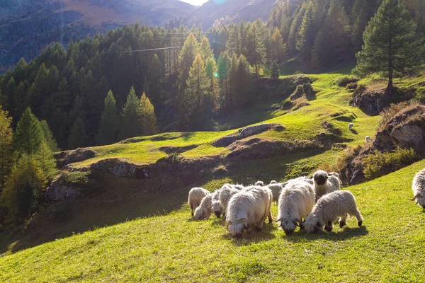 Valais blacknose koyun Alpleri'nde