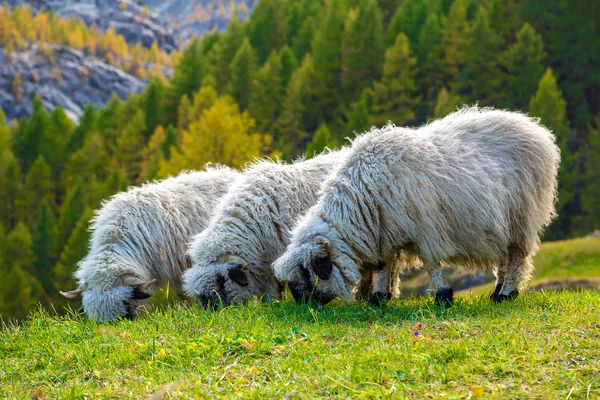 Valais blacknose ovejas en los Alpes — Foto de Stock